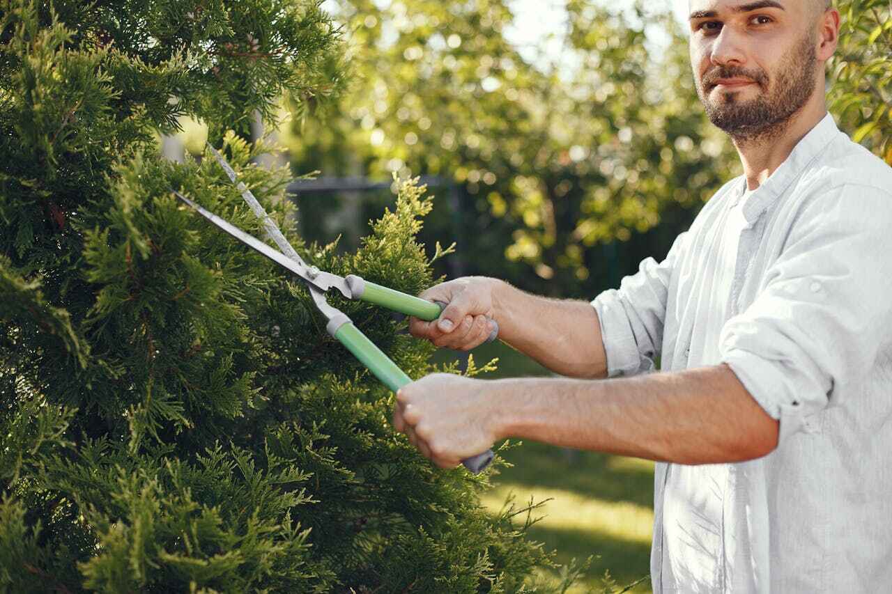 Emergency Storm Tree Removal in Roswell, GA